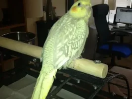 What Cockatiel Mutation is this?