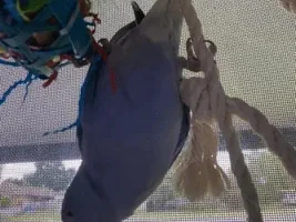 Show me your silly birds!