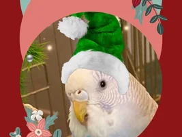 MERRY CHRISTMAS!!!!!!!!
