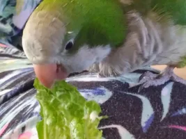 Small bird photo thread!
