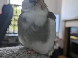 Nova is becoming naughtier than Albie !