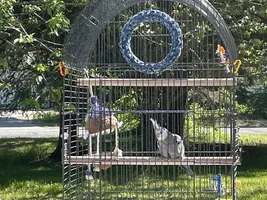 Show me your sleepy bird photos