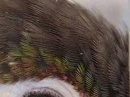 green cheek conure closing 1 eye