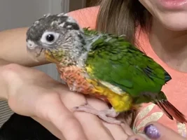 New member here! First birb, Green Cheek Conure!