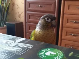 Zenek and other our parrots