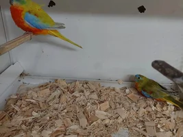 Turquoisine parakeet . . .