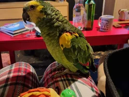 Blue fronted amazon