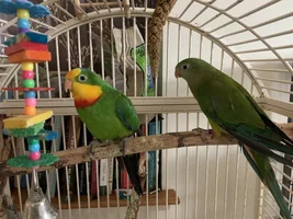 Superb/Barraband parrot help!