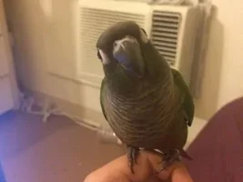 Valentino!