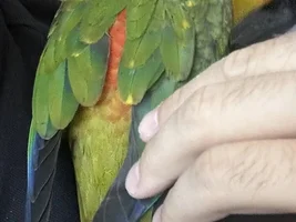 Is this sun or jenday conure?