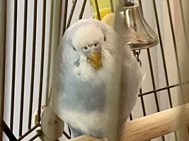 New Budgie Mom