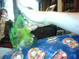 Bart