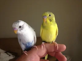 Capa & Quark