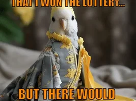 The best Bird meme!!