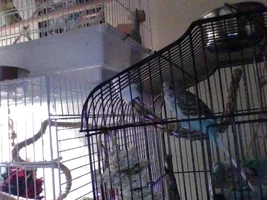 The Ins, Outs, and Upside Downs of Budgie Parenting