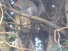 Cute peeping Tom in my window this morning