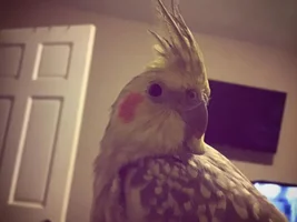 May 2019 POTM contest!