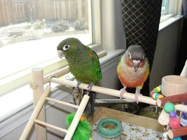 Pictures of Prissy and Smokey