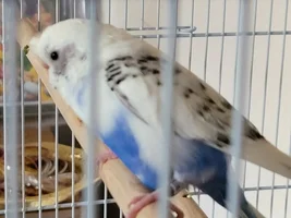 Parakeet wing doesn't seem right
