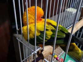 Sun Conure Body Language
