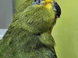 Cloudy eye on grass parakeet