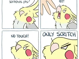 The best Bird meme!!