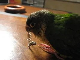 A little Heads up on my Conure Kiwi. :)
