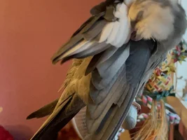 My favorite pics of Rico!