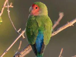 Looking for Specific Naturally Molted Lovebird Feathers for Crafting