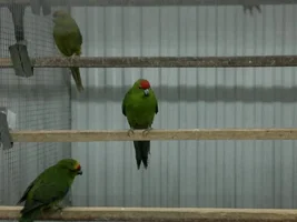 Is this Kakariki Male or Female????