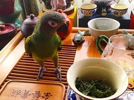 New Dusky Conure owner