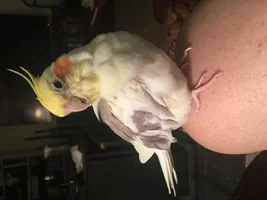Texas Tiels Thread.