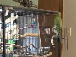 Adopted IRN - wordy Backstory, Question on his size, & other tidbits