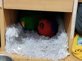 eclectus nest area temperature