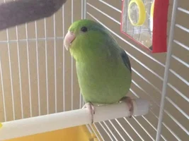 Parrotlets