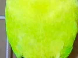 Parakeet feet issues