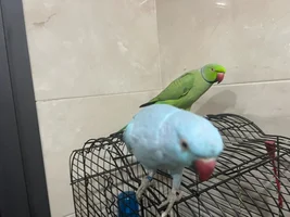 Indian ringneck born 2023 gender