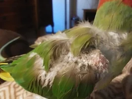 Large Parrot Photo Thread