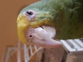 Amazon Parrot strange facial feather loss?