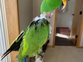 How to make a parrot collar