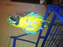 Pics of Lucy ..