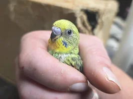 OK so attempt two. Not my attempt The budgies insist.