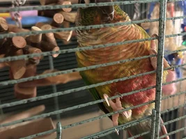 Domnijoe - The Art Studio and Bird Herder's Residence