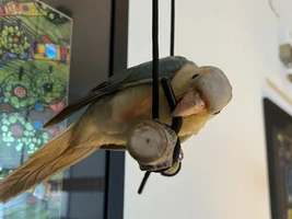 Cosmo's playground!