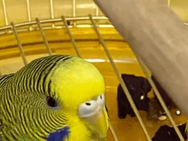 How can I know my 2 Lovebirds sex/gender