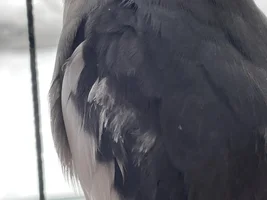 Is my cockatiel Plucking?