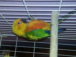 Help Identifying Species