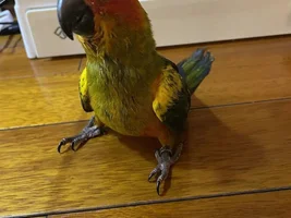 Can't wait to get my little sun conure! [Update: arrived!]