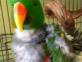 Old bird, new tricks?