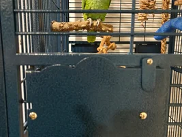 Suggestions for feeder door locks?
